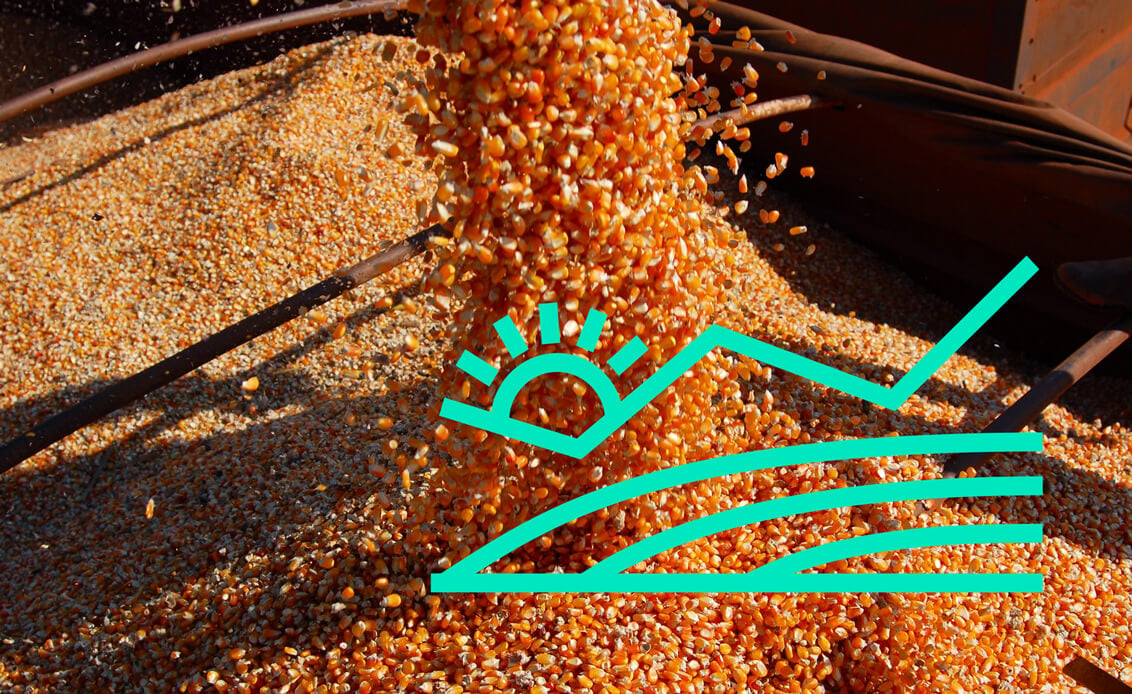 Corn-harvesting-enhanced