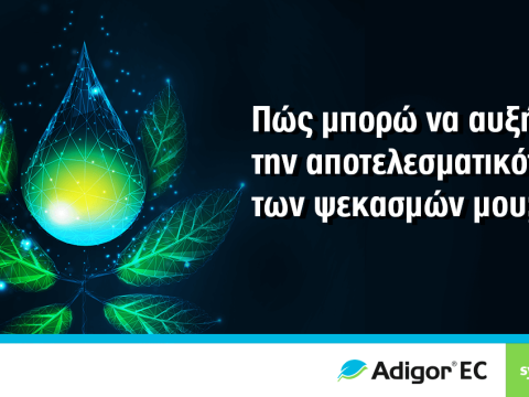 sy-adigor-article-1132x637