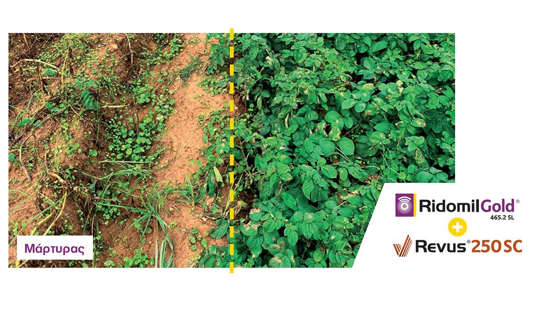 ridomil-gold-sl-vs