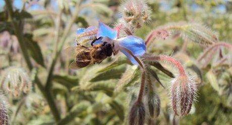 Op Pollinator homepage header