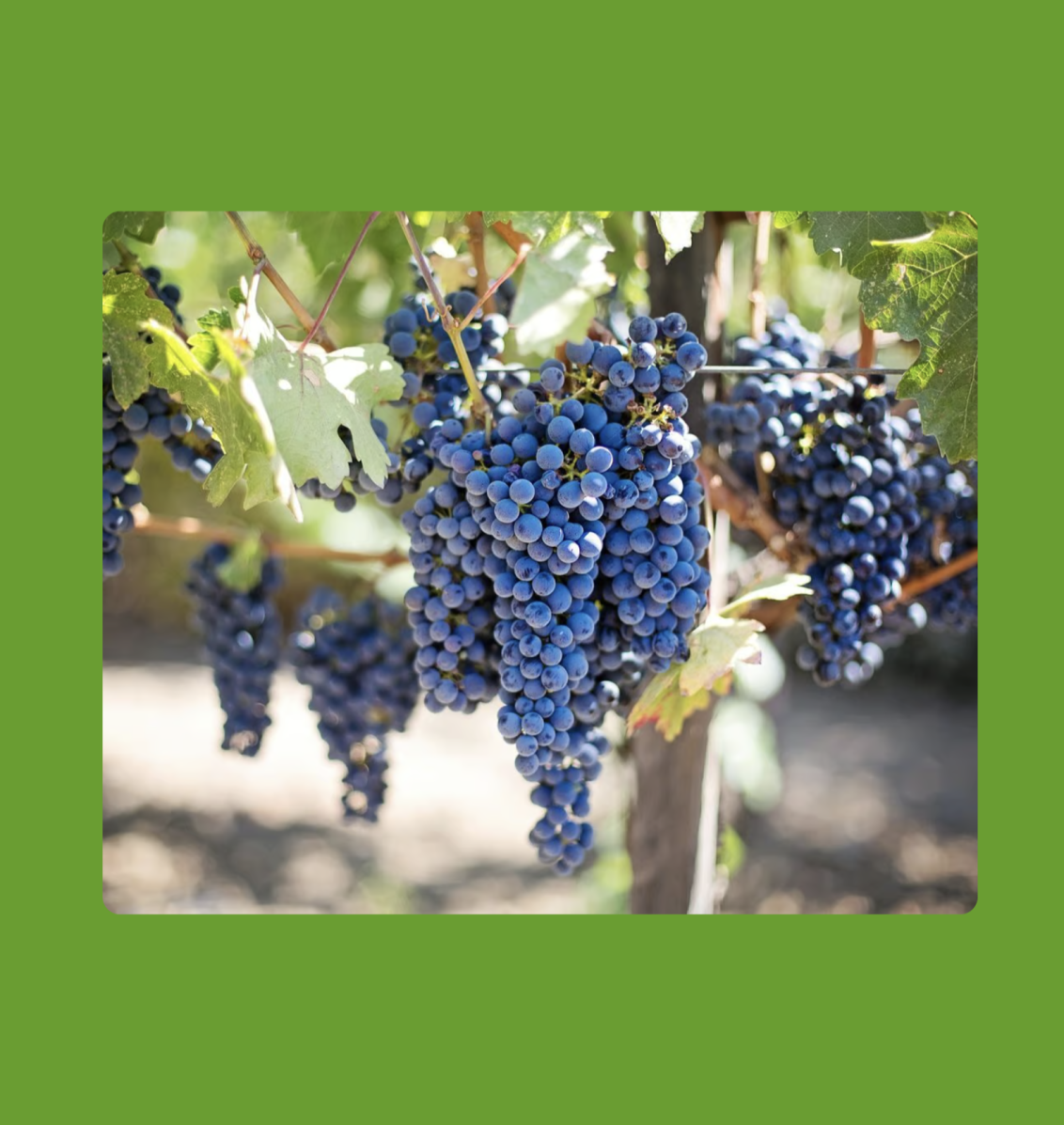 Syngenta | Exployo vit | Grape | 