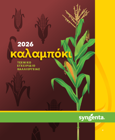 BNR Cover Maize 2026