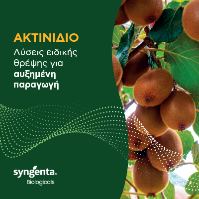 Banner Leaflet Aktinidio 