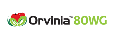 Orvinia 80 WG Logo