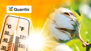 Quantis homepage slide