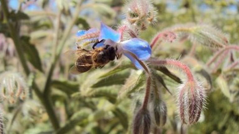 Op Pollinator homepage header