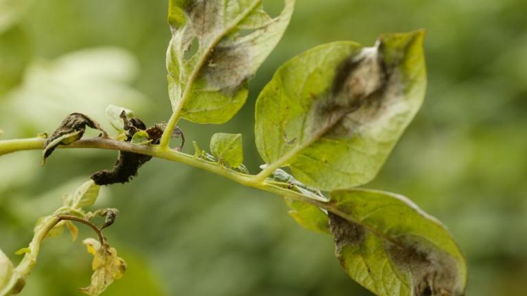Peronosporos Article Header