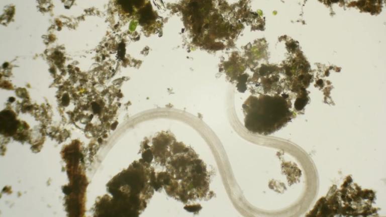 nimatodeis_large