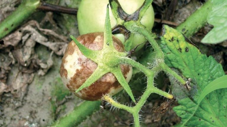 phytophthora_infestans_tomato2_main