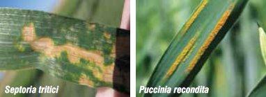 Amistar 25 sc Septoria Trittici - Puccinia recondita