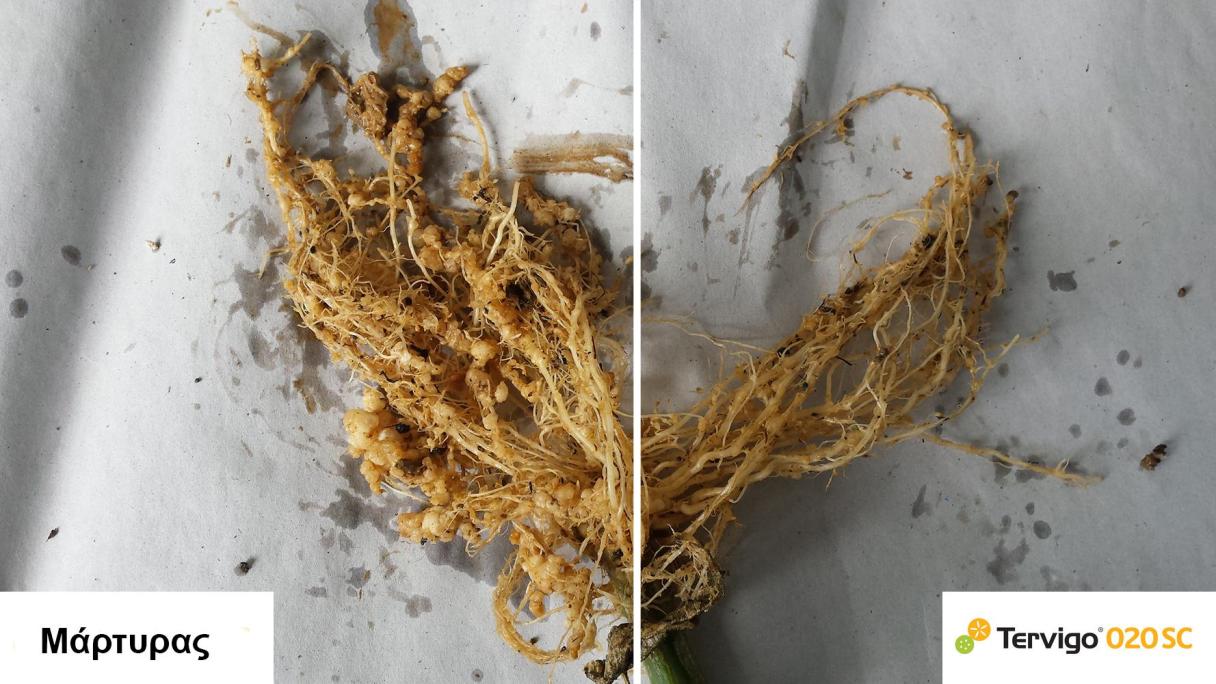 root_compare