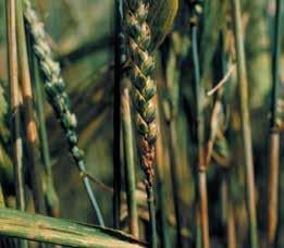 septoria-nodorum