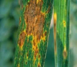 septoria-tritici