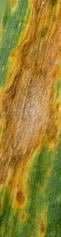 Septoria