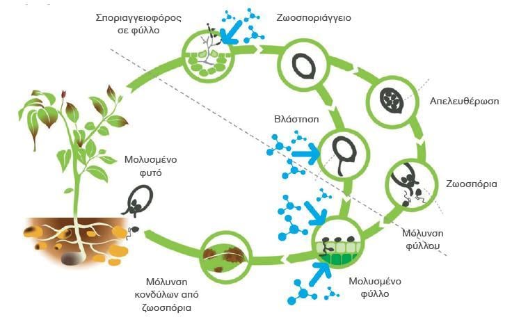 fylladio_carial-flex_2018_diagramma2