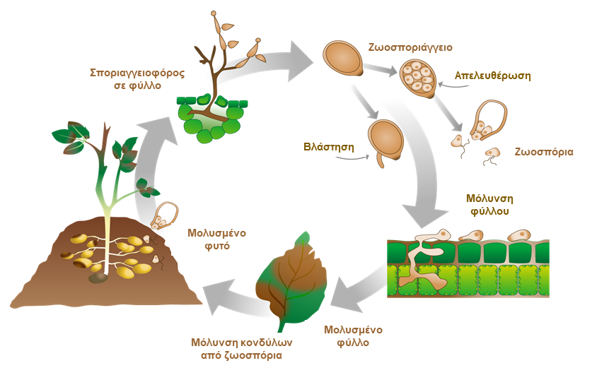 peronosporos-kyklos