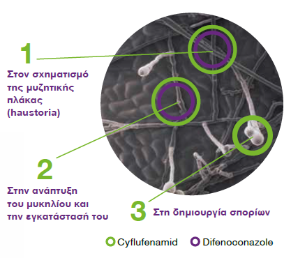 Cidely Top illustration 1
