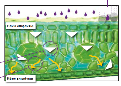 cidely top illustration 4