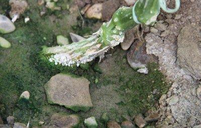 fussarium-small