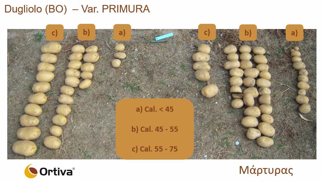 ortiva-potato