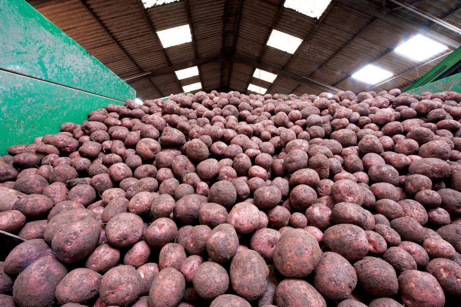 web_potatoes_going_into_store