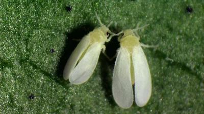 whiteflies