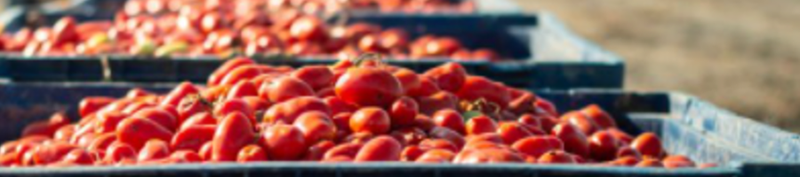 tomatoartc0321
