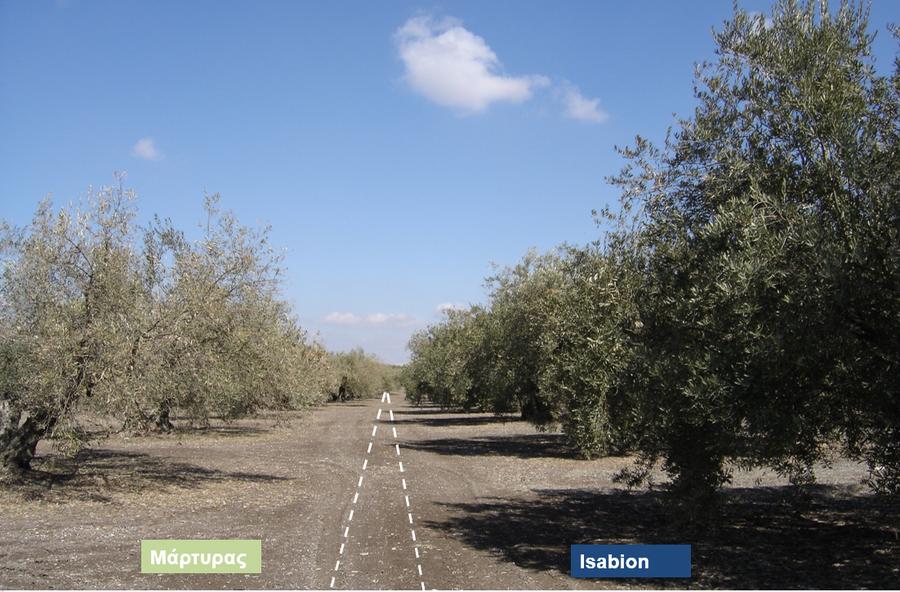 isabion_comparison3