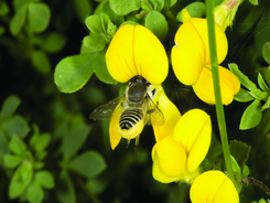 245x184_pollinator2