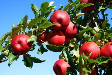 Image-Voliam-Apples