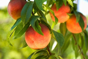 Image-Voliam-Peach