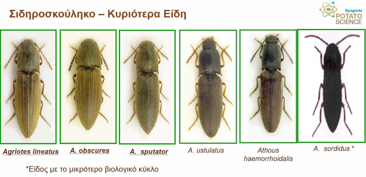 sidiroskouliko