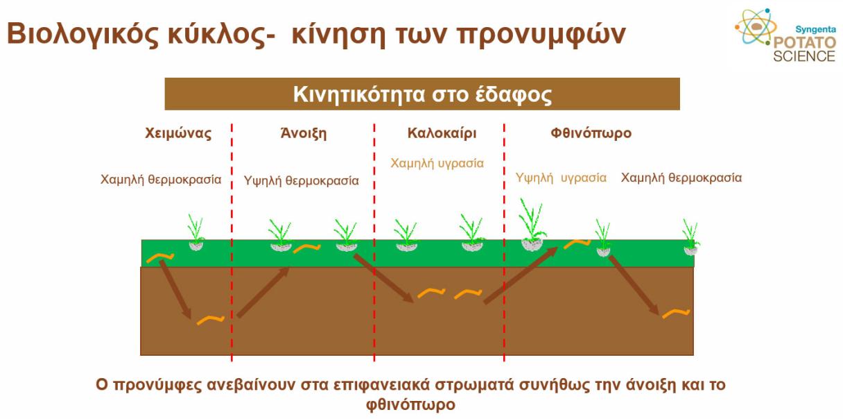 sidiroskouliko2