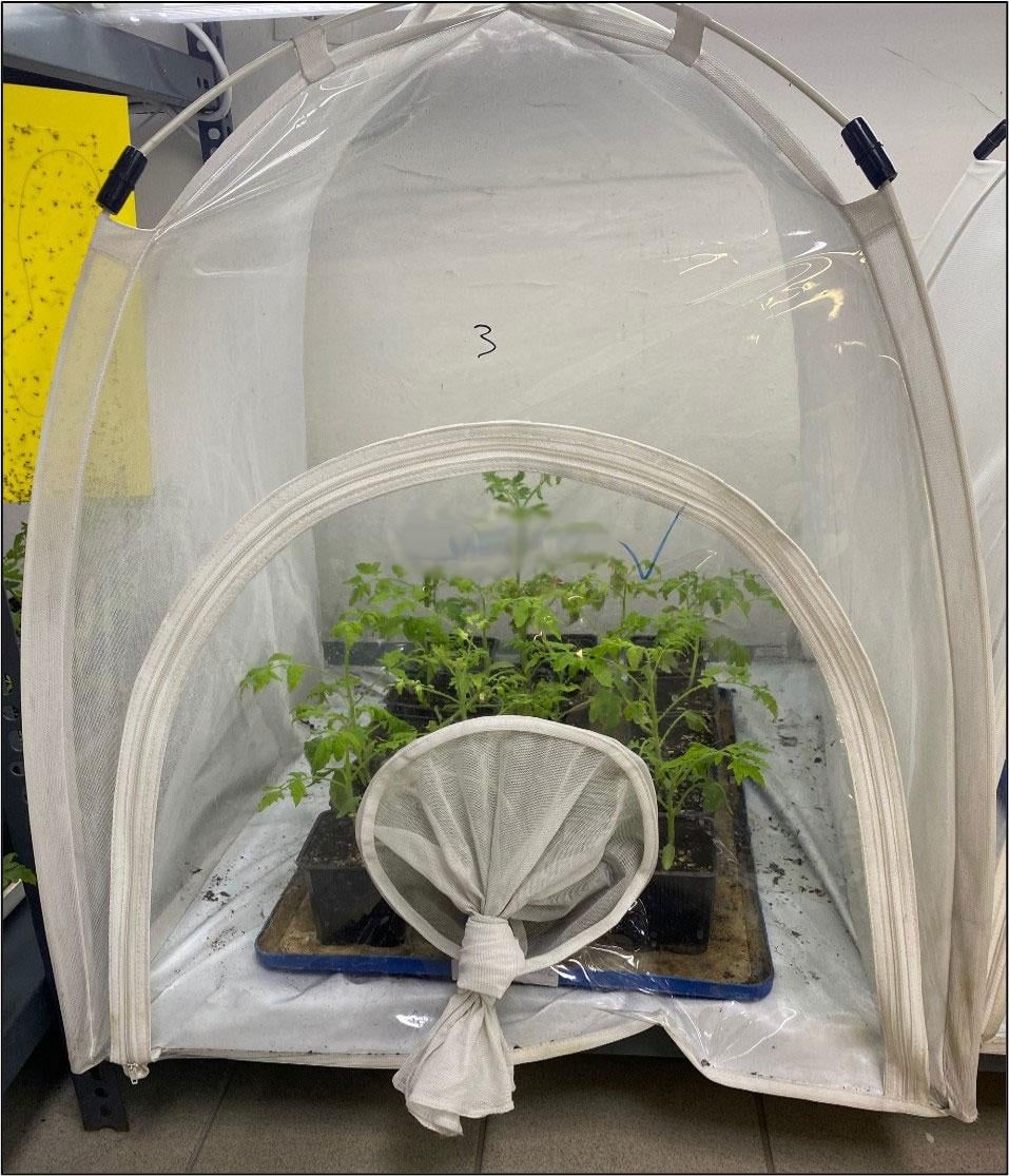 veg_disease_klovos