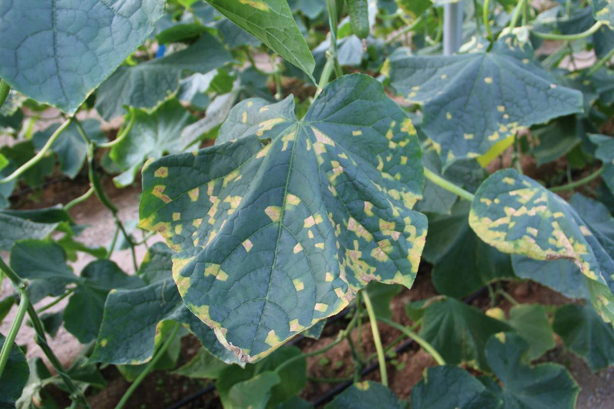 cucumber_dm-21