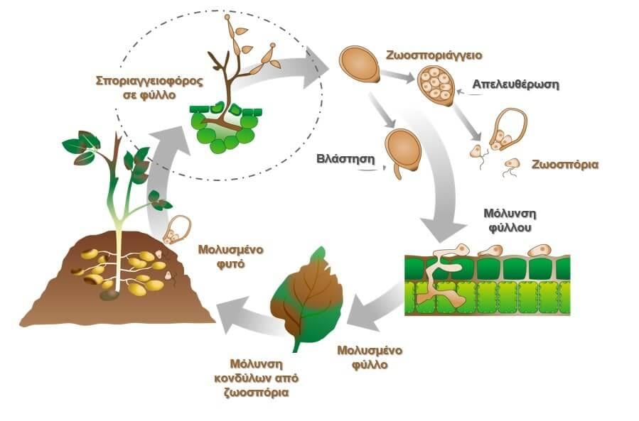 phytofthora_infestans_cycle