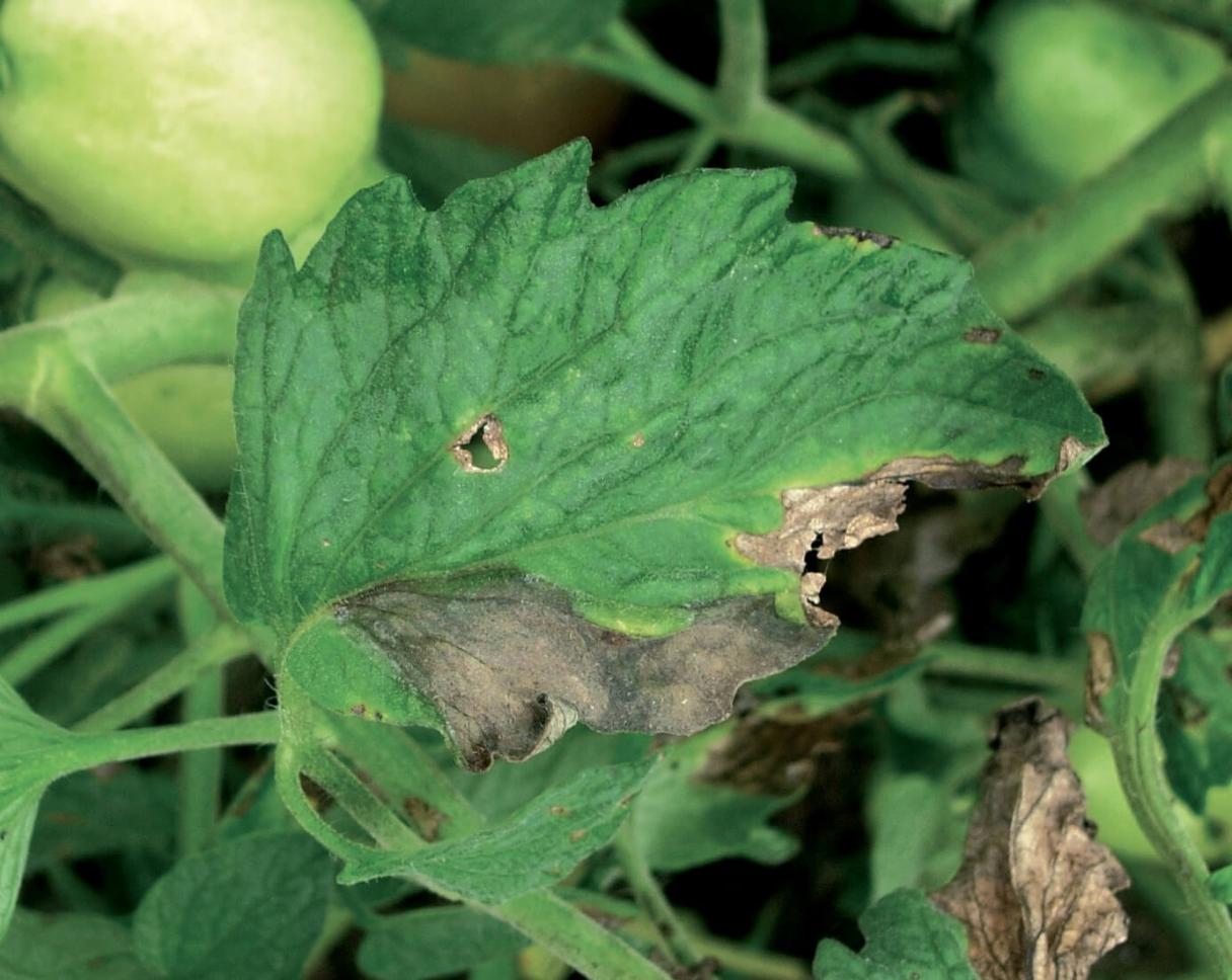phytophthora_infestans_tomato