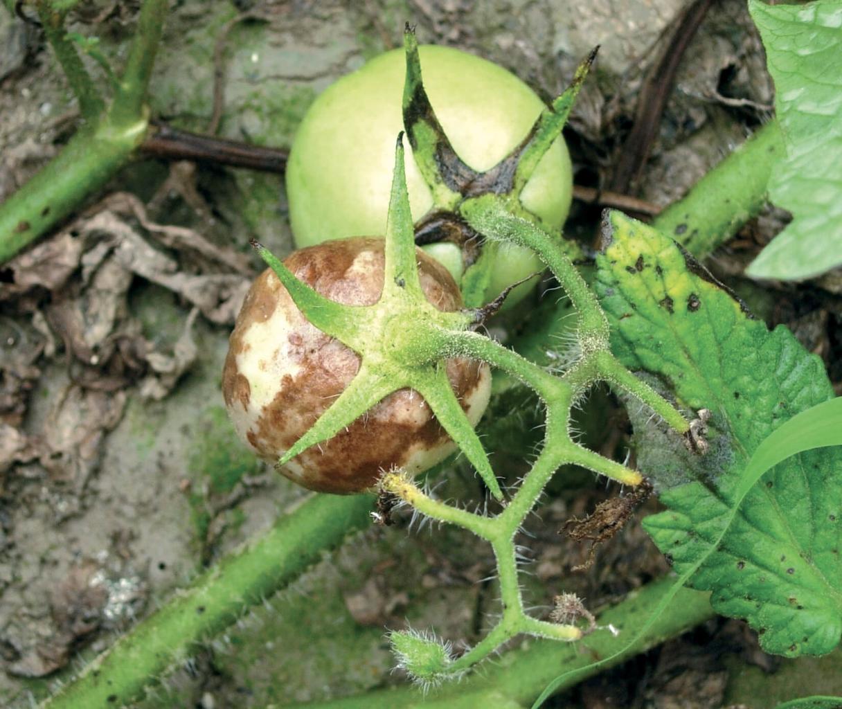 phytophthora_infestans_tomato2