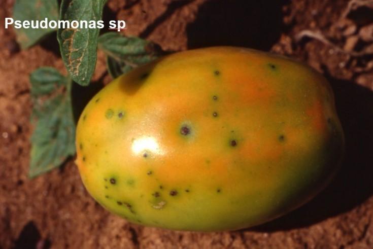 pseudomonas_sp