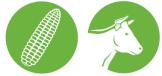 corn_2icons