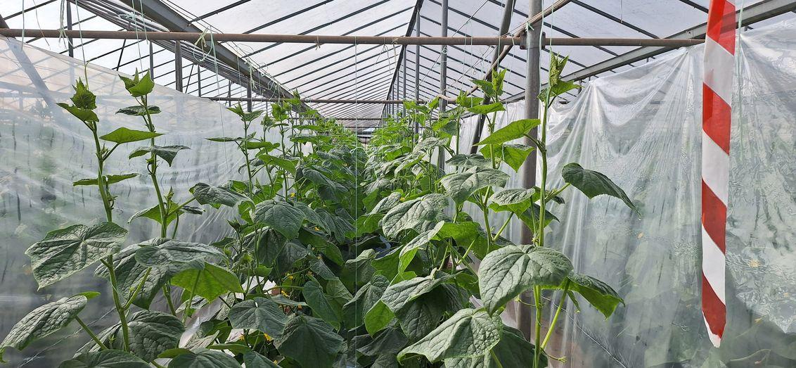 Field Day Orondis Evo Experiment 1