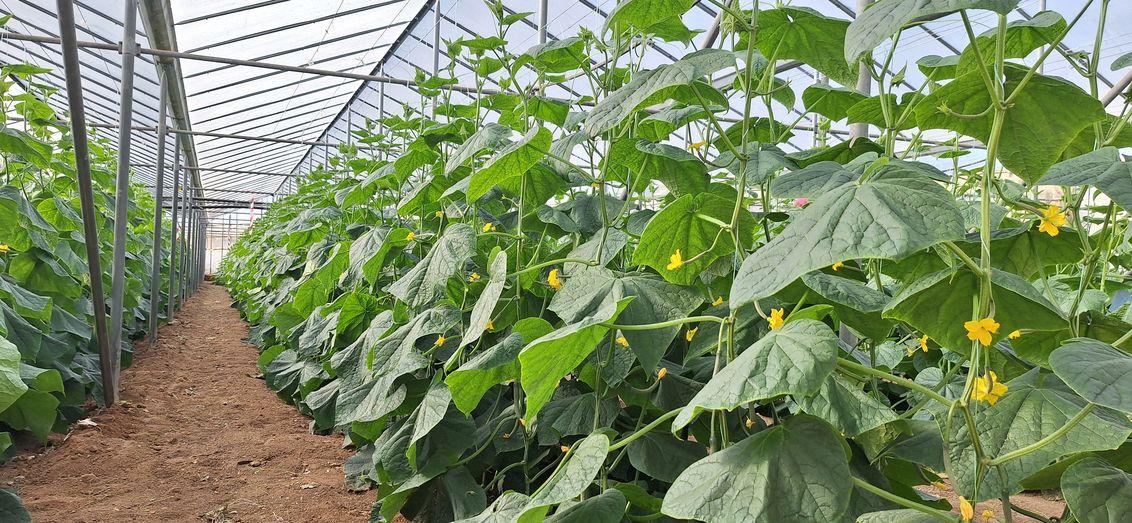 Field Day Orondis Evo Experiment 3