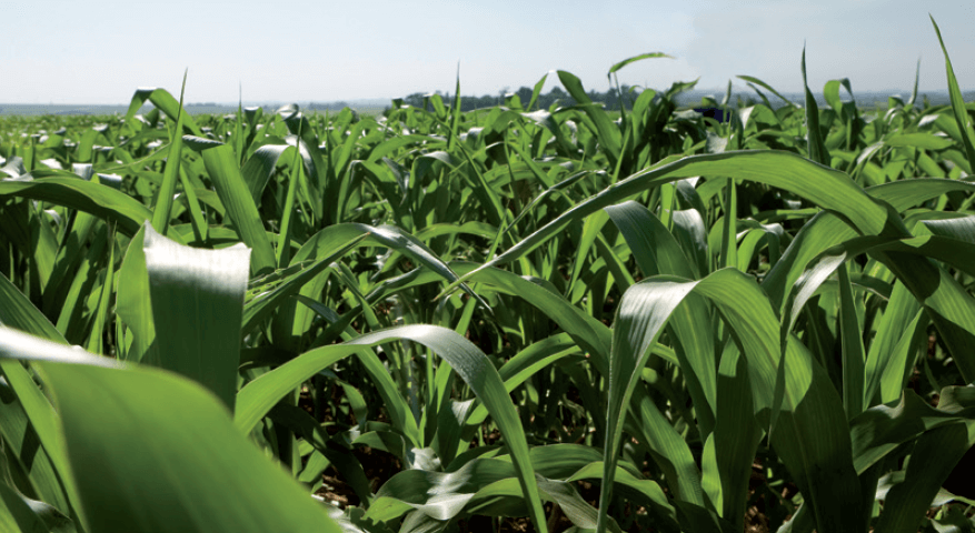 Header SY Starlink